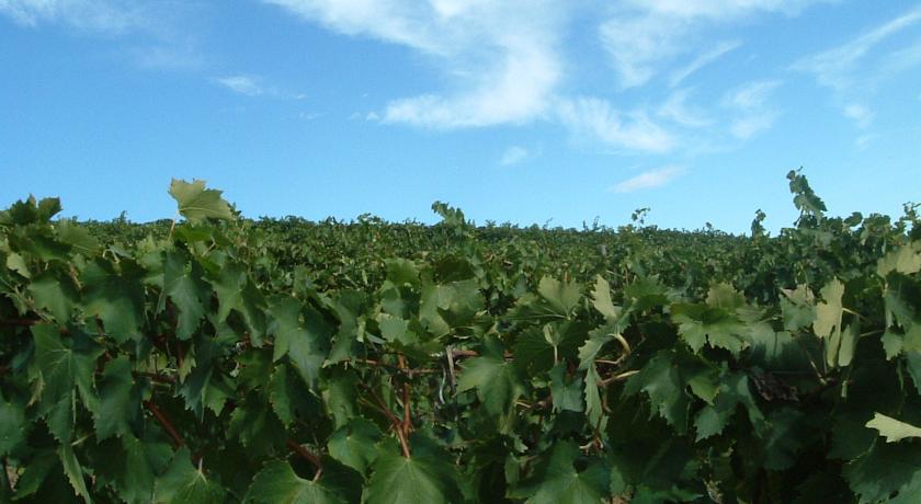 切雷托圭迪Tenuta Di Colle Alberti Agriturismo别墅 外观 照片